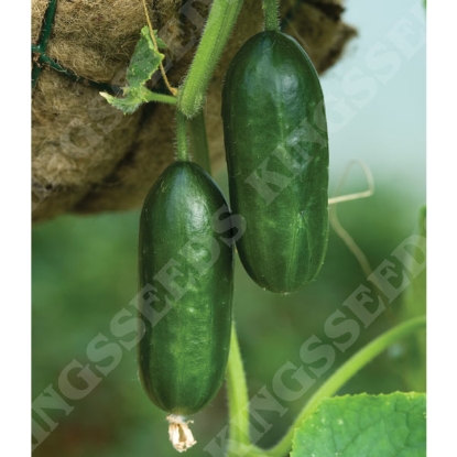 Picture of Cucumber Mini Munch F1